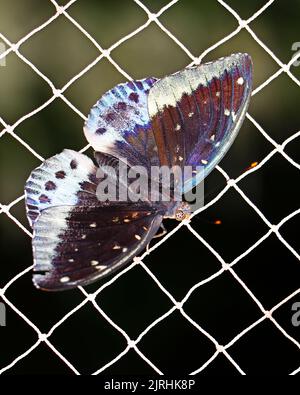 beautiful viibrant blue clipper butterfly sitting on a net Stock Photo