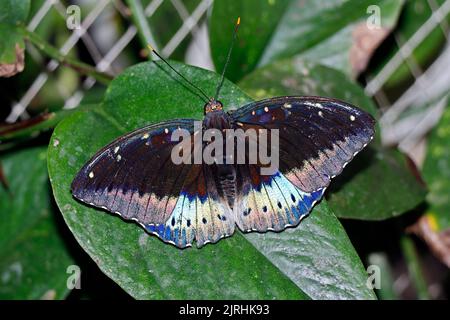 beautiful blue clipper butterfly sitting on a leaf Stock Photo