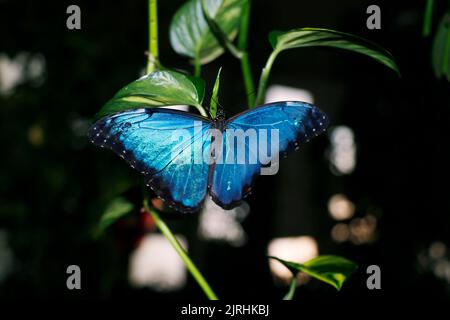 Blue morpho may refer to several species of distinctly blue butterfly under the genus Morpho sitting on a plant Stock Photo