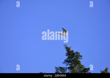 Kestrel in flight Stock Photo