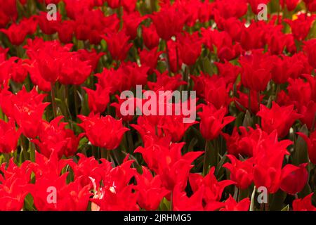 Beautiful red tulips in spring. Spring blossom background photo. tulips in the park. Stock Photo