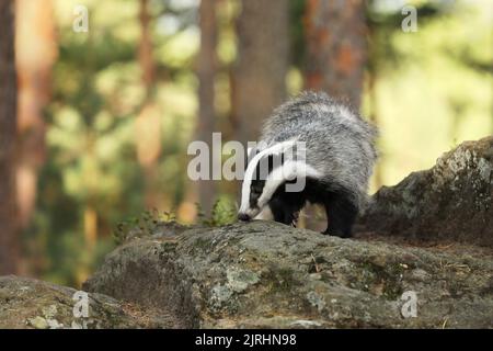 European badger, meles meles, walking on rocks in summer forest. Wild animals with black and white fur climbing on top of slope in wilderness. Stock Photo