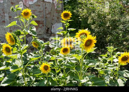 Group of sunflowers in bloom in the garden behind the house on a sunny summer day. Natural background concept. Close up, selective focus Stock Photo