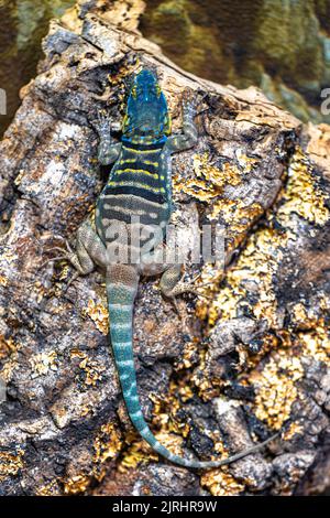 Blue Rock Lizard (Petrosaurus thalassinus) Stock Photo