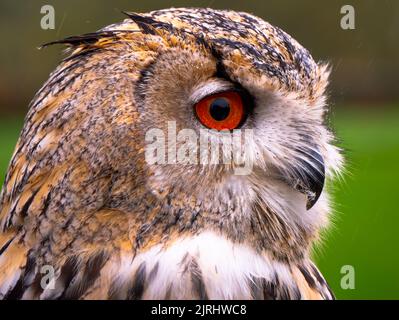 Siberian Eagle Owl portrait (Male) Stock Photo