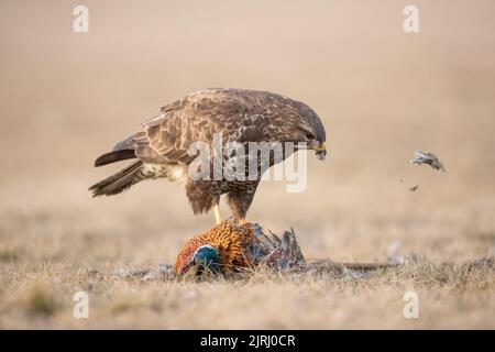 A wild  Common Buzzard (Buteo buteo) plucking  a freshly killed pheasant in yellow grassland, Koros-Maros National Park, Hungary Stock Photo