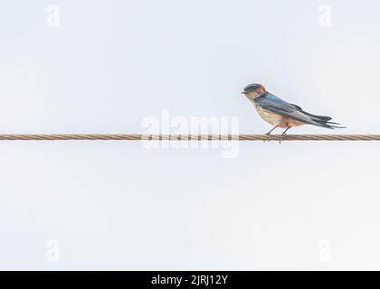 A beautiful shot of red-rumped swallow stands on a wire Stock Photo