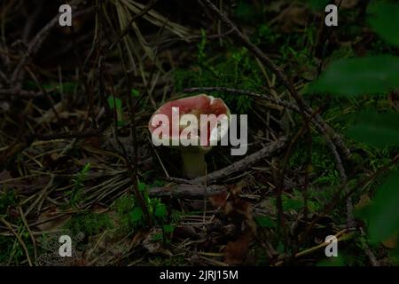 The russula sanguinaria mushroom growing in the woods Stock Photo