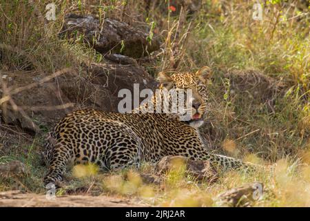 Leopard (Panthera pardus) lying down Stock Photo