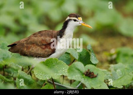 Northern jacana (Jacana spinosa) wandering amidst plants in Tortuguero national park, Costa Rica Stock Photo