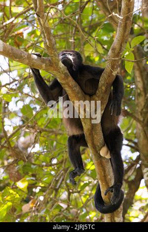 Howler monkey (Simia belzebul) sleeping in a tree in Tortuguero national park, Costa Rica Stock Photo