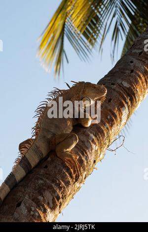 Common green iguana (Iguana iguana) resting on a tree in Tortuguero national park, Costa Rica Stock Photo