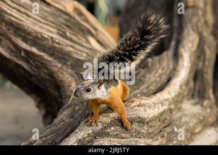 Curious red squirrel (sciurus) on a tree in Tamarindo, Costa Rica Stock Photo