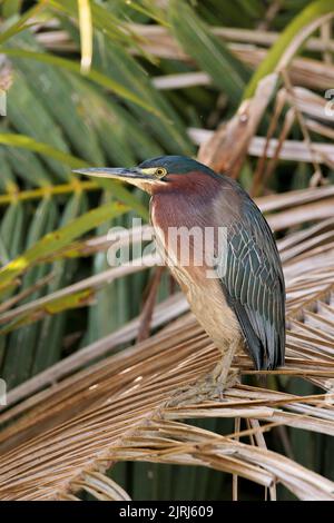 Green heron (Butorides virescens) perching on a branch on Tortuguero river's bank, Tortuguero National park, Costa Rica Stock Photo