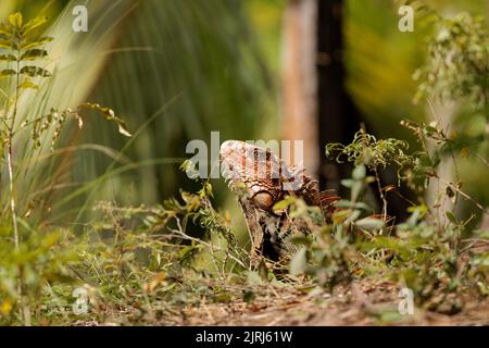 Green Iguana (Iguana iguana) resting on a sunny day near Tortuguero river's bank, Tortuguero national park, Costa Rica Stock Photo
