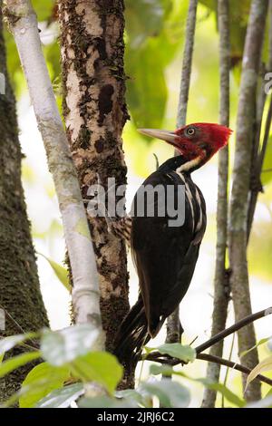 Pale-billed woodpecker (Campephilus guatemalensis) perching on and picking a tree in Corcovado national park, Osa peninsula, Costa Rica Stock Photo