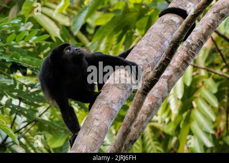 Howler monkey (simian belzebul) on a tree looking upward in Corcovado national park, Osa peninsula, Costa Rica Stock Photo