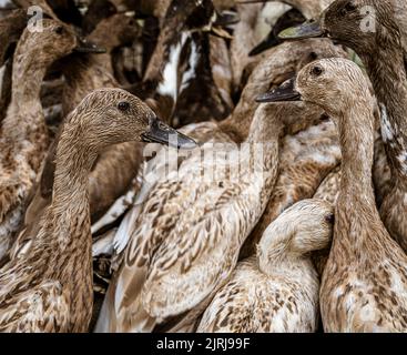 Ducks in a crowded cage waiting to be sold at market. Stock Photo