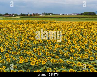 Wonderful panoramic view of field of sunflowers by summertime. Stock Photo