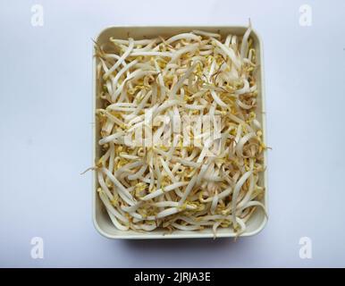 top view, bean sprouts in the container Stock Photo