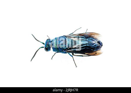 Cuckoo Wasp (Chrysis angolensis) isolated on white background. Stock Photo