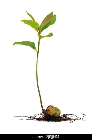 young plant and  root  isolate root on white background, The growth of roots and leaves of trees, seedling. Stock Photo