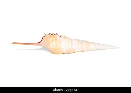 Image of Tibia Fusus sea shells (Spindle tibia or Shinbone tibia gastropod) on a white background. Sea shells. Undersea Animals. Stock Photo