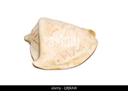 Image of andaman seashell (cymbiola nobilis) on a white background. Undersea Animals. Sea shells. Stock Photo