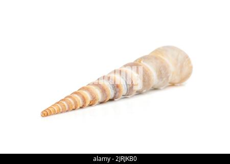 Image of pointed cone shell (Terebridae) on a white background. Undersea Animals. Sea Shells. Stock Photo