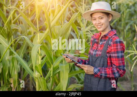 Young farmers are in the corn plantations,  Female researchers are examining and taking notes in the corn seed field. Stock Photo