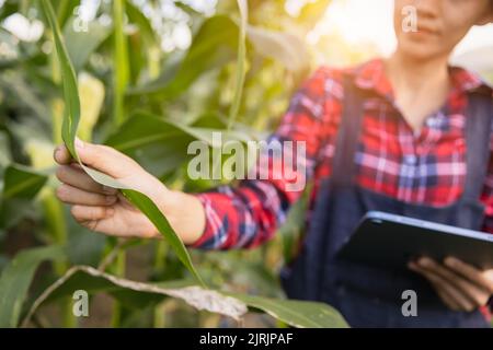 Agronomist examining plant in corn field,  farmer  analyzing corn plant. Stock Photo