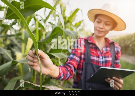Smart woman farmer agronomist using digital tablet for examining and inspecting quality control of produce corn crop. agricultural technology. Stock Photo