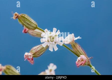 Parry's Silene, Silene parryi, blooming in a rocky subalpine meadow on Evergreen Mountain,, Cascade Range, Mt. Baker-Snoqualmie National Forest, Washi Stock Photo