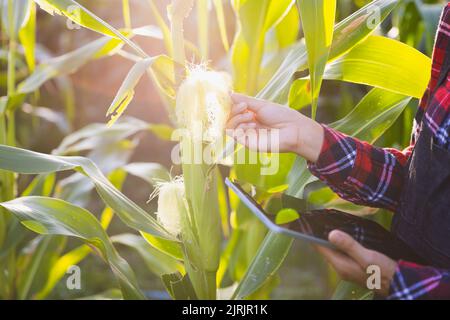 Young farmers are in the corn plantations,  Female researchers are examining and taking notes in the corn seed field. Stock Photo