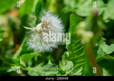 dandelions grow wet on the lawn after the rain Stock Photo