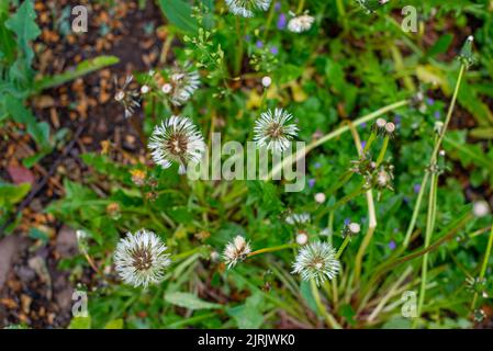 dandelions grow wet on the lawn after the rain Stock Photo