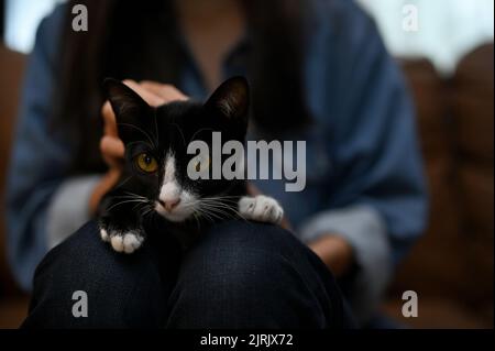An adorable and calm black cat laying on a female lap. Black cat or kitten. A cute animal and pet concept. close-up image Stock Photo
