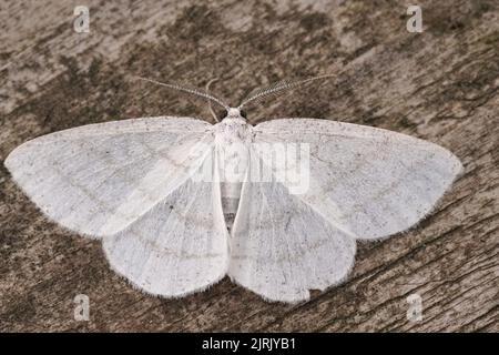 Detailed closeup on the Common White Wave geometer moth, Cabera pusaria with open wings Stock Photo