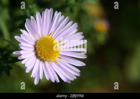 Panicled aster or tall white aster or eastern line aster or lance-leaf aster or narrow-leaf Michaelmas daisy or white-panicle asterflowers (Symphyotri Stock Photo