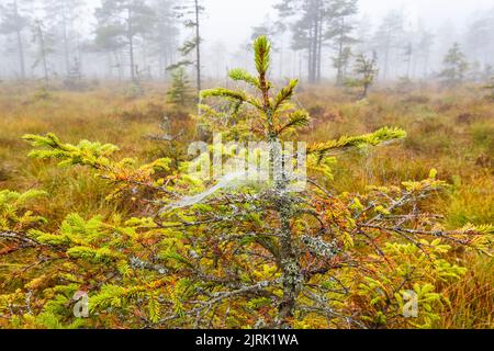 Spruce tree with dew in the spider web on the bog Stock Photo