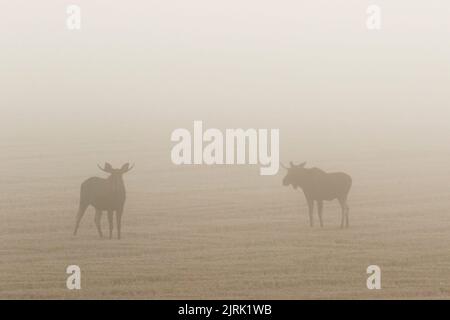 Moose bulls on a stubble field in autumn fog Stock Photo