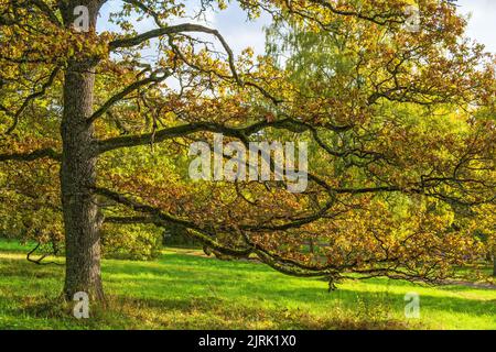 Large oak tree with autumn colors on a meadow Stock Photo