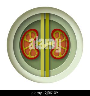 Kidney paper cut vector medical craft poster Stock Vector