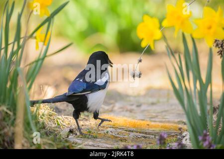 A common magpie (Pica pica) walking and searching for nesting material in the garden, sunny day in early springtime Stock Photo