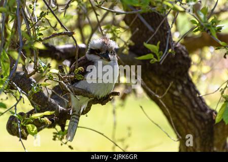 A laughing kookaburra sitting on the branch of a blackberry tree Stock Photo