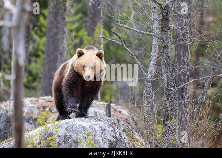 A brown bear (Ursus arctos) photographed in the woods in Halsingland, Sweden. Photo: Mikael Fritzon / TT / code 62360 Stock Photo