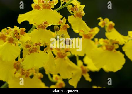 Yellow oncidium orchid in bloom Stock Photo
