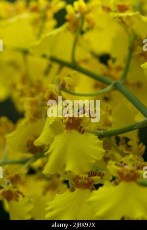 Yellow oncidium orchid in bloom Stock Photo
