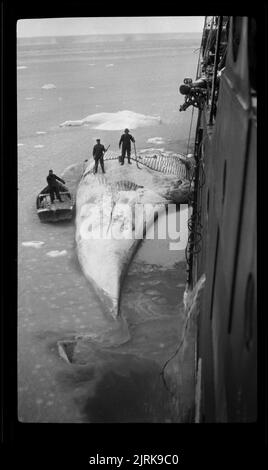 Whaling in the Ross Sea, 1924, Southern Ocean, by Captain George Samuel Hooper. Stock Photo