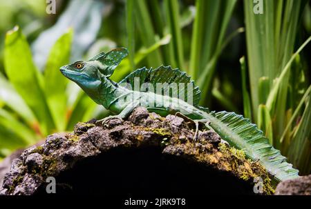 A closeup of common basilisk in the area of Tabacon Hot Springs, Costa Rica Stock Photo